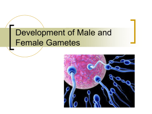 Male and Female Gametes