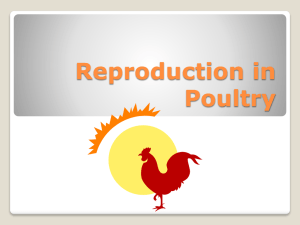 Reproduction in Poultry