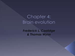 Chapter 4: Brain evolution