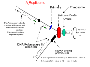 Lec. 3 - DNA replication 2