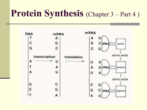 Protein Synthesis