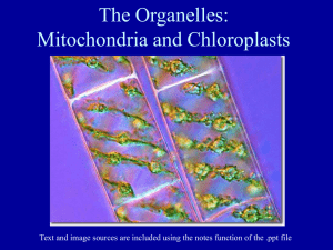 PowerPoint Presentation - Cell Architecture: Organelles file