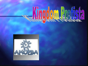 Kingdom Protista Power Point Presentation