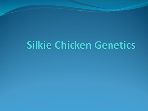 Silkie Chicken Genetics