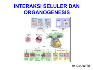 i. pengertian organogenesis – morfogenesis