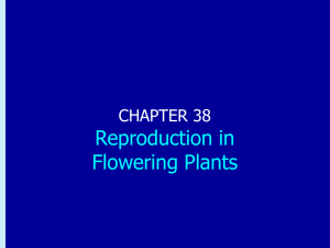 Chapter 38: Reproduction in Flowering Plants