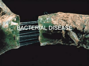 Bacteria, Virus, Galls