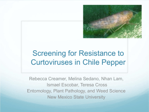 Screening for Resistance to Curly Top Virus in Tomatoes and Peppers