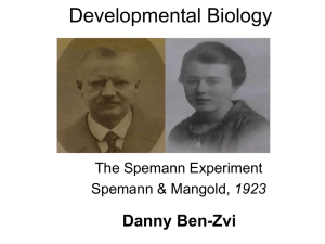 The Spemann experiment