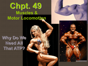 Lecture Chpt. 49 Muscles