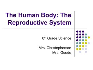 The Human Body: The Reproductive System