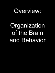 Organization of the Brain and Behavior