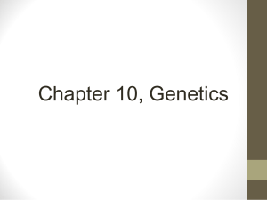 Chapter 10.2 and 10.3: Basic (Mendelian) Genetics