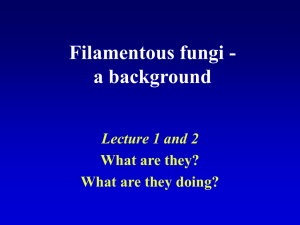 Fungal Lecture 1 PowerPoint file 12MB