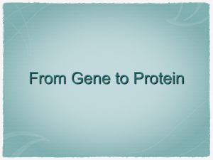 From Gene to Protein Genes code for... Proteins RNAs Remember