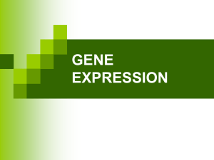 Powerpoint Presentation: Gene Expression