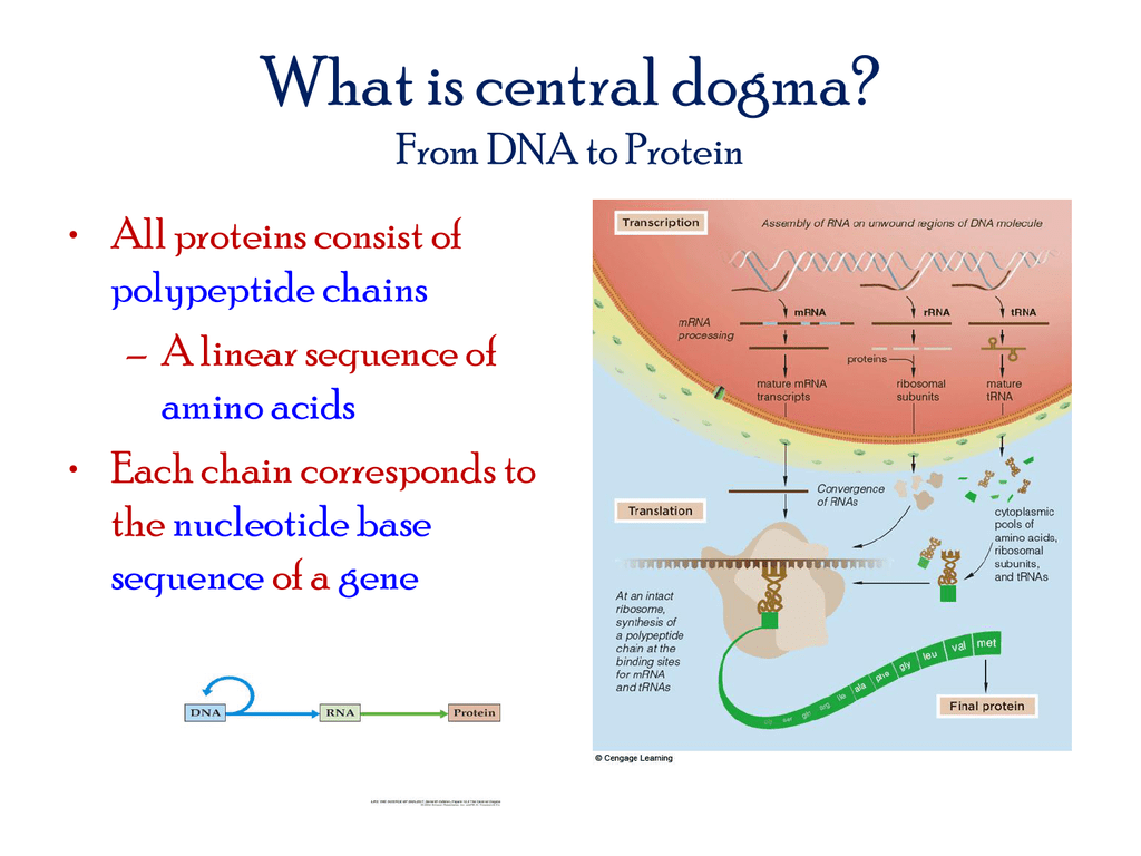 central-dogma