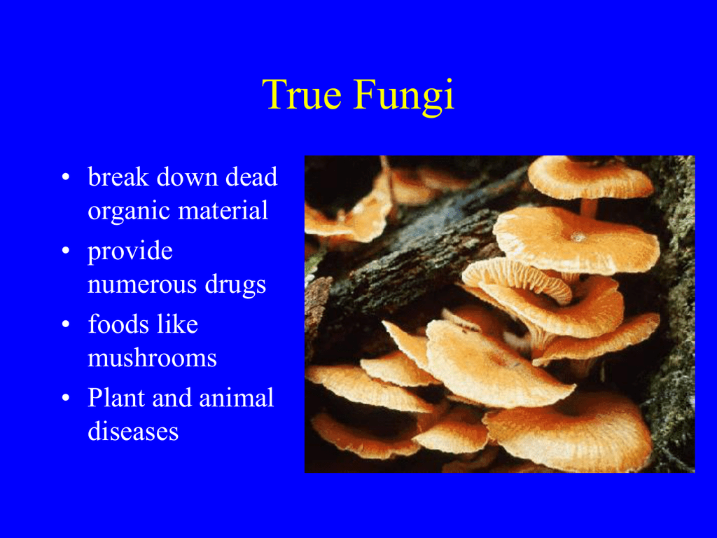 True Fungi