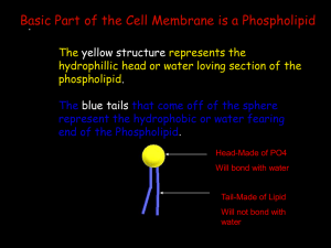 The yellow structure represents the hydrophillic or water loving