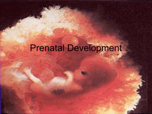 Prenatal Development - University of Puget Sound