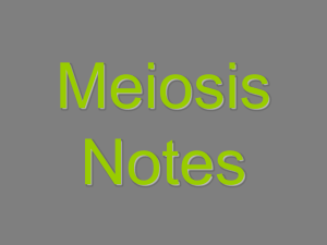 Meiosis Foldable Powerpoint