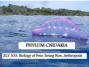 ZLY 303 Lecture Slides on Cnidaria