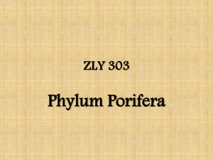 Lecture Slides for Phylum Porifera (Sponges) ZLY