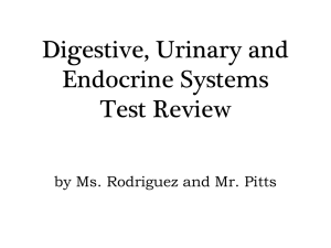 Digestive, Urinary and Endocrine Systems Test Review