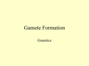Gamete Formation