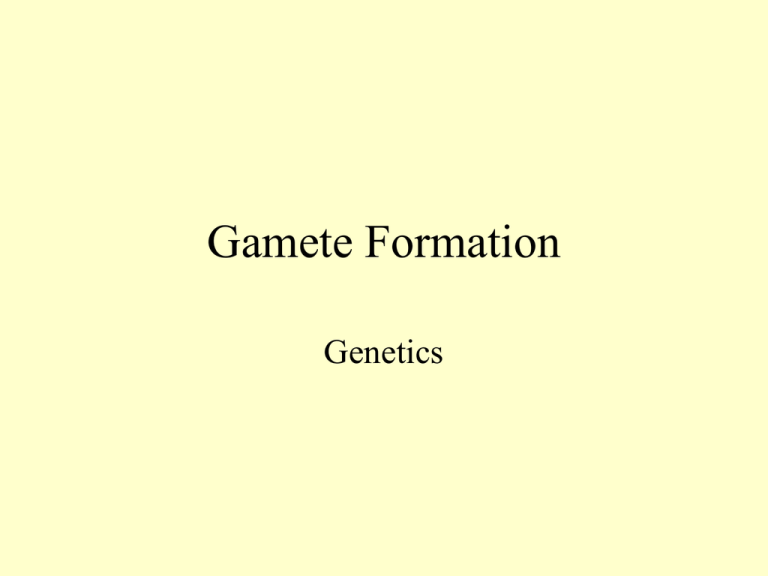 What Is Gamete Formation Class 10