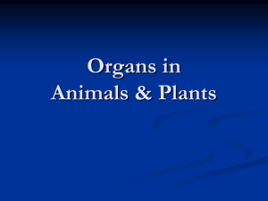 Organs in Animals & Plants WHAT IS AN ORGAN?