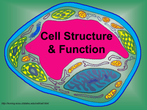 Cell Structure & Function - Troup 6