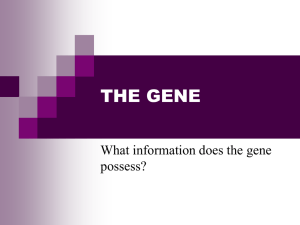 Powerpoint Presentation: The Gene