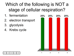 Which of the following is NOT a stage of cellular respiration?