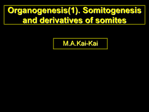 Organogenesis(2)