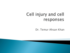 Cell injury and cell responses