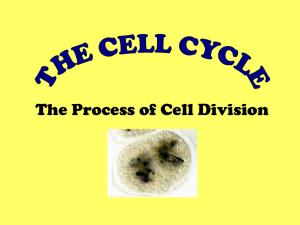 The Cell Cycle - goehringteach.org