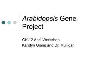 Arabidopsis Gene Project Slides