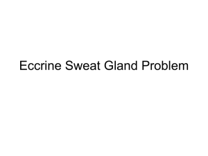 Eccrine Sweat Gland Problem