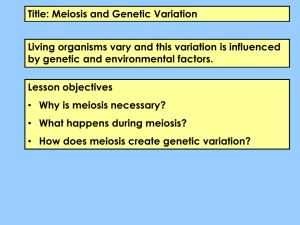 Biology AS Meiosis