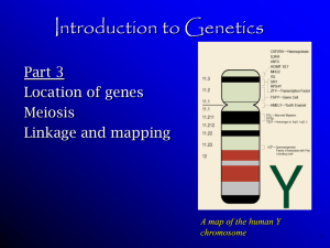 Meiosis and genetics