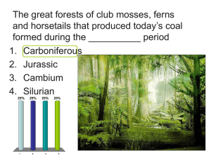 The great forests of club mosses, ferns and horsetails that produced