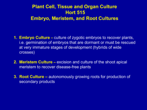 Embryo culture