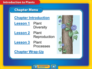 What is a plant?