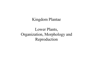 Plant Lecture in Power Point