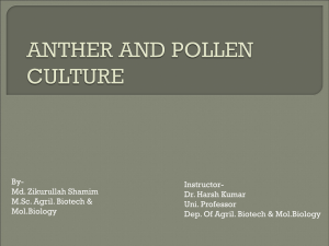 ANTHER AND POLLEN CULTURE