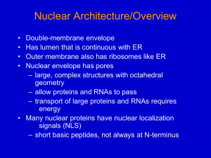 Nuclear genome 1