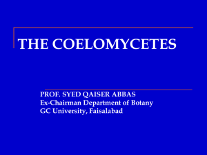 THE COELOMYCETES - University of Agriculture Faisalabad