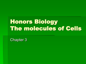 HonBio Chapter 3 notes