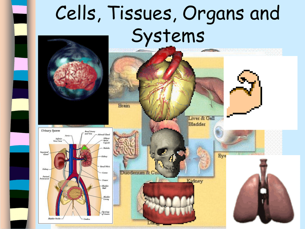 Tissues and organs